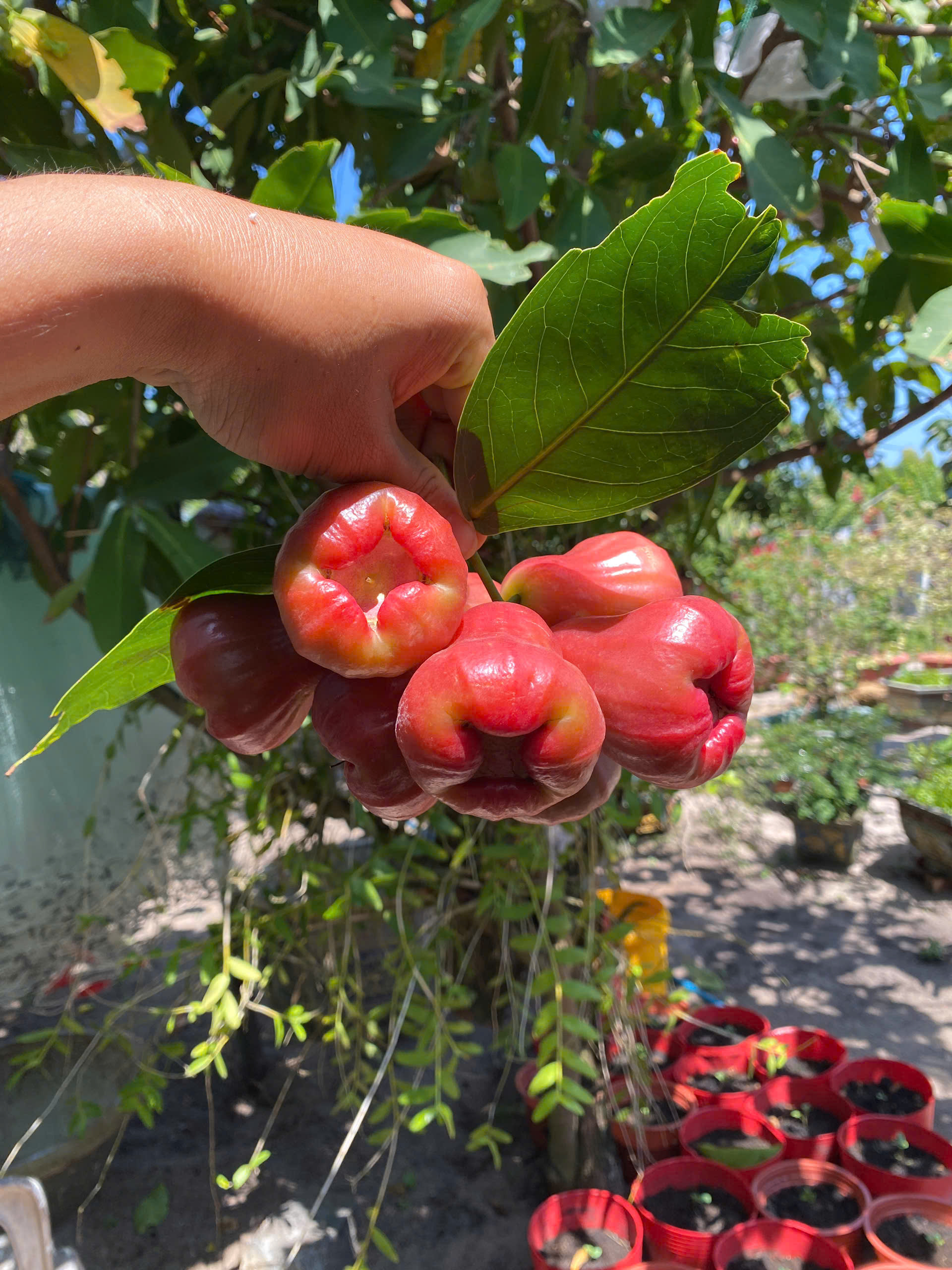 Lam Sắc Bên Thềm Tháng