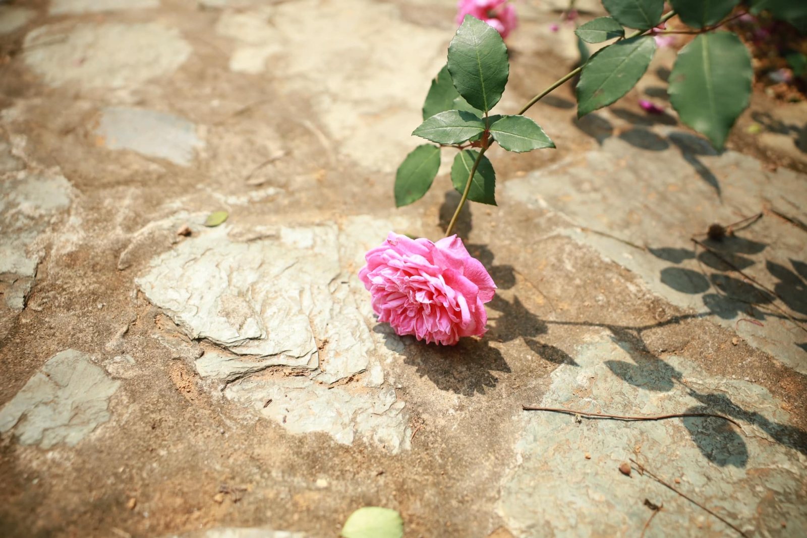 Anh chồng hết ý 