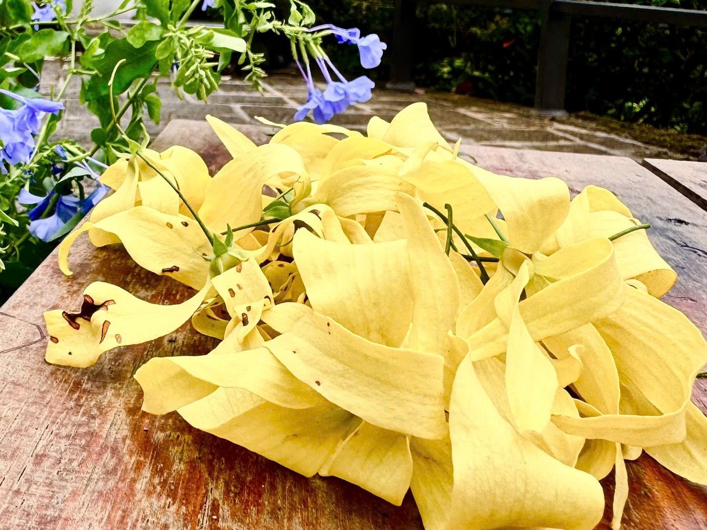 Mùa hoa dẻ lặng lẽ 