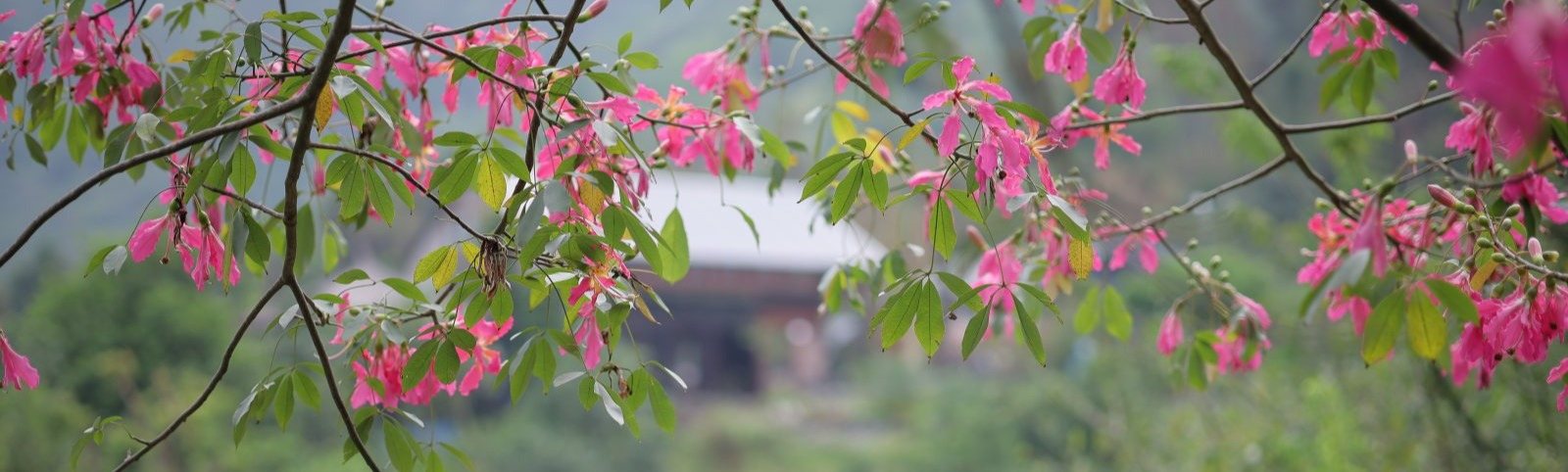 Mùa hoa mỹ nhân rực rỡ tháng 10