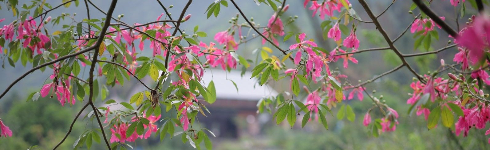 Mùa hoa mỹ nhân rực rỡ tháng 10